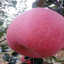 苹果树苗山东基地直销现货供应发货及时苹果树苗丰产稳产苹果树苗