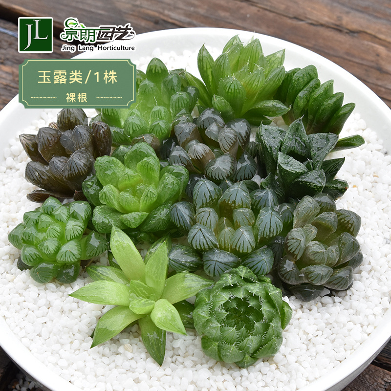 玉露多肉植物批发十二卷姬玉露批发冰灯宫灯玉露樱水晶自产自销