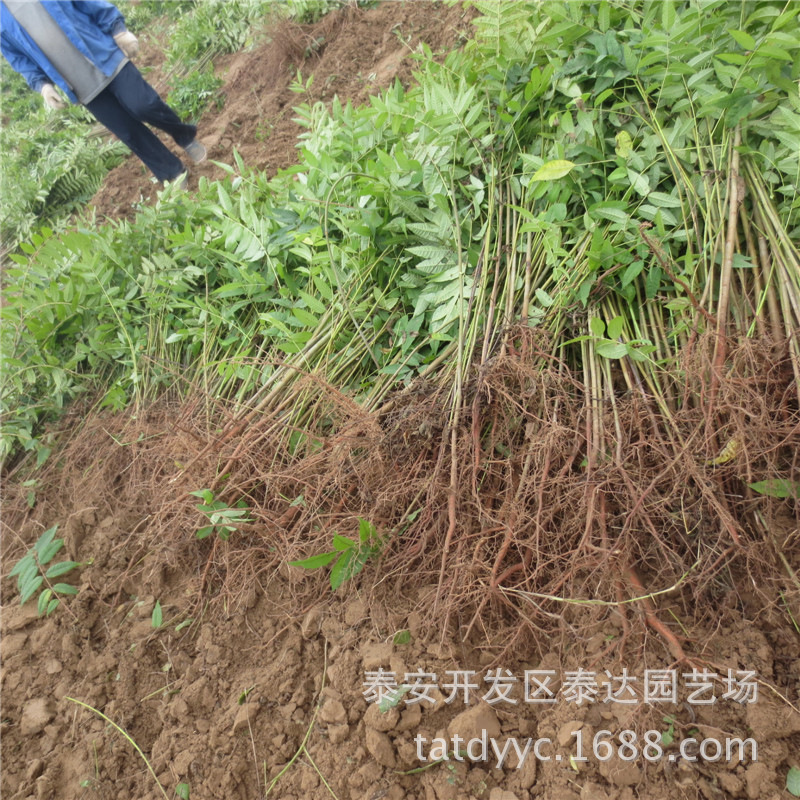 湖北出售0.5公分红油香椿苗 荆门香椿苗基地 孝感大棚红颜香椿树