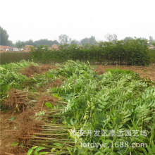 河南1公分红油香椿树苗批发价格 漯河露天红油香椿苗繁育基地