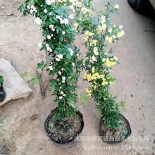 木香花苗 庭院爬藤攀援植物 浓香七里香 十里香黄木香 白色木香花