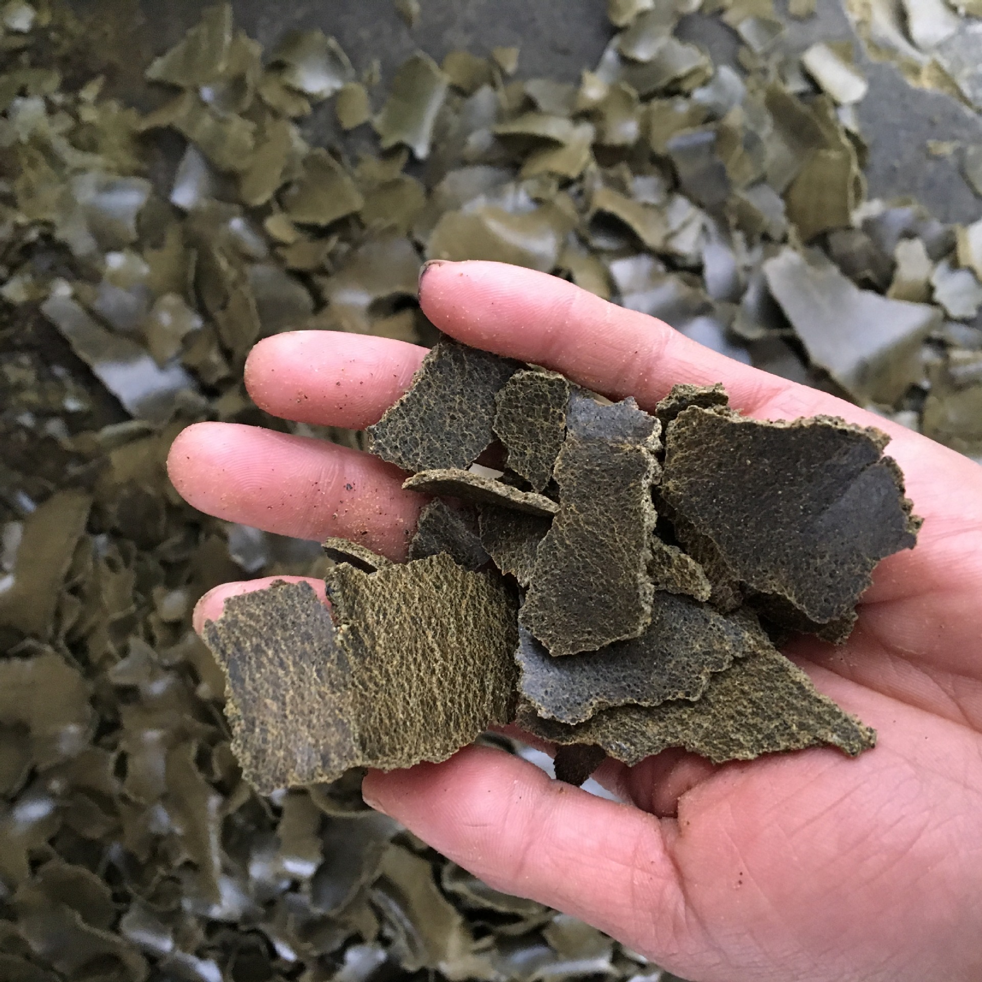 菜籽饼 油菜籽饼有机肥饼种菜种花钓鱼打窝饵料家畜禽饲料