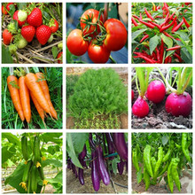 蔬菜种子西红柿香葱香菜韭菜生菜籽 阳台庭院盆栽四季播易种