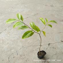 厂家批发土沉香树苗 盆栽花卉观叶植物 庭院乡土树种沉香苗木好养