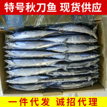 秋刀鱼新鲜特号20斤约55-60尾冷冻海鲜水产海捕深海鱼烧烤食材