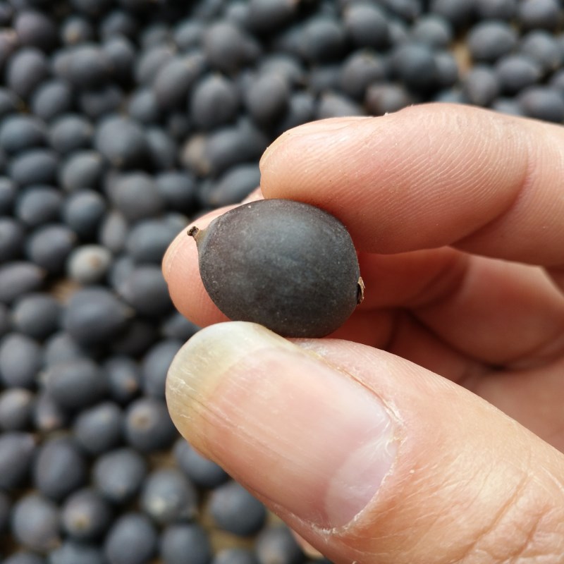 湖南产地新鲜带壳干莲子坚果炒货即食大老莲子黑莲子铁莲子手串