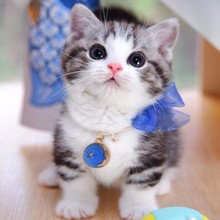 英短蓝猫纯种美短蓝白加菲布偶金银渐层幼崽小猫活体宠物猫咪幼猫