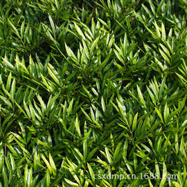 批发十大功劳 小叶十大功劳 湖南狭叶十大功劳价格 绿化苗木