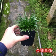 宏兴花卉 大量批发金钱菖蒲 虎须 贵船苔 黄金姬 有栖川菖蒲 盆栽