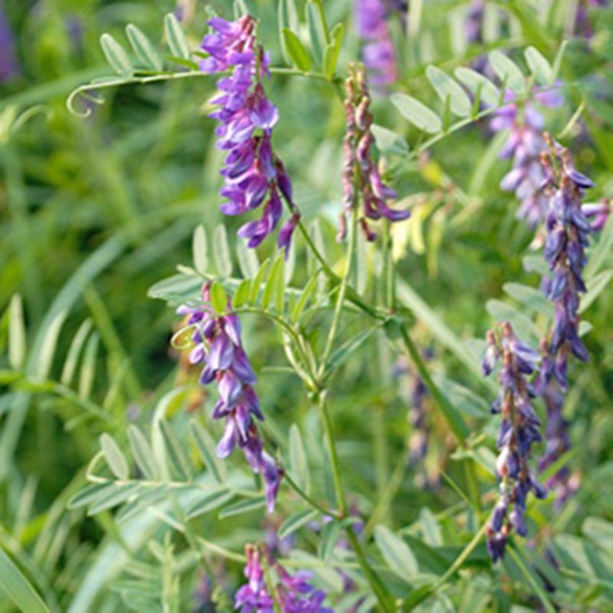 批发 豌豆 毛苕子 苕子 野花苕子10万吨 水稻田绿肥种子-阿里巴巴