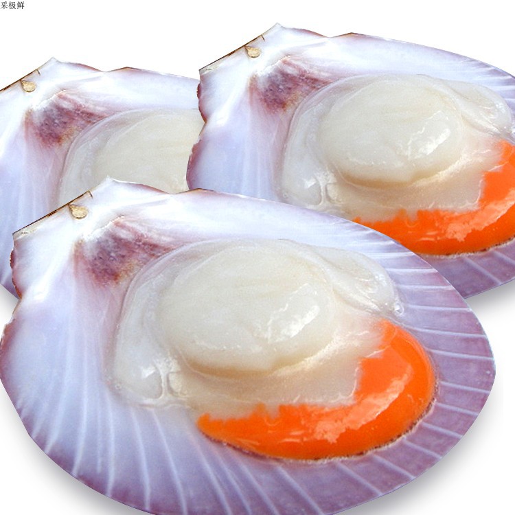 冷冻扇贝日月贝半壳扇贝带红膏寿司酒店自助餐扇贝5kg/件