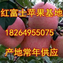 河南冰糖心苹果基地浙江红富士苹果批发河南红富士苹果价格