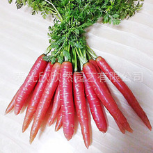 玫瑰红胡萝卜种子紫红皮特色水果萝卜高产四季播阳台盆栽种菜蔬菜
