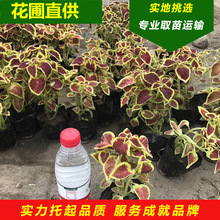 花圃批发彩叶草多色观赏花卉绿植彩叶植物小盆栽租摆园林城市绿化