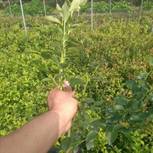 早熟蓝莓苗 1年2年3年蓝莓苗 提供种植技术新品种营养袋蓝莓树