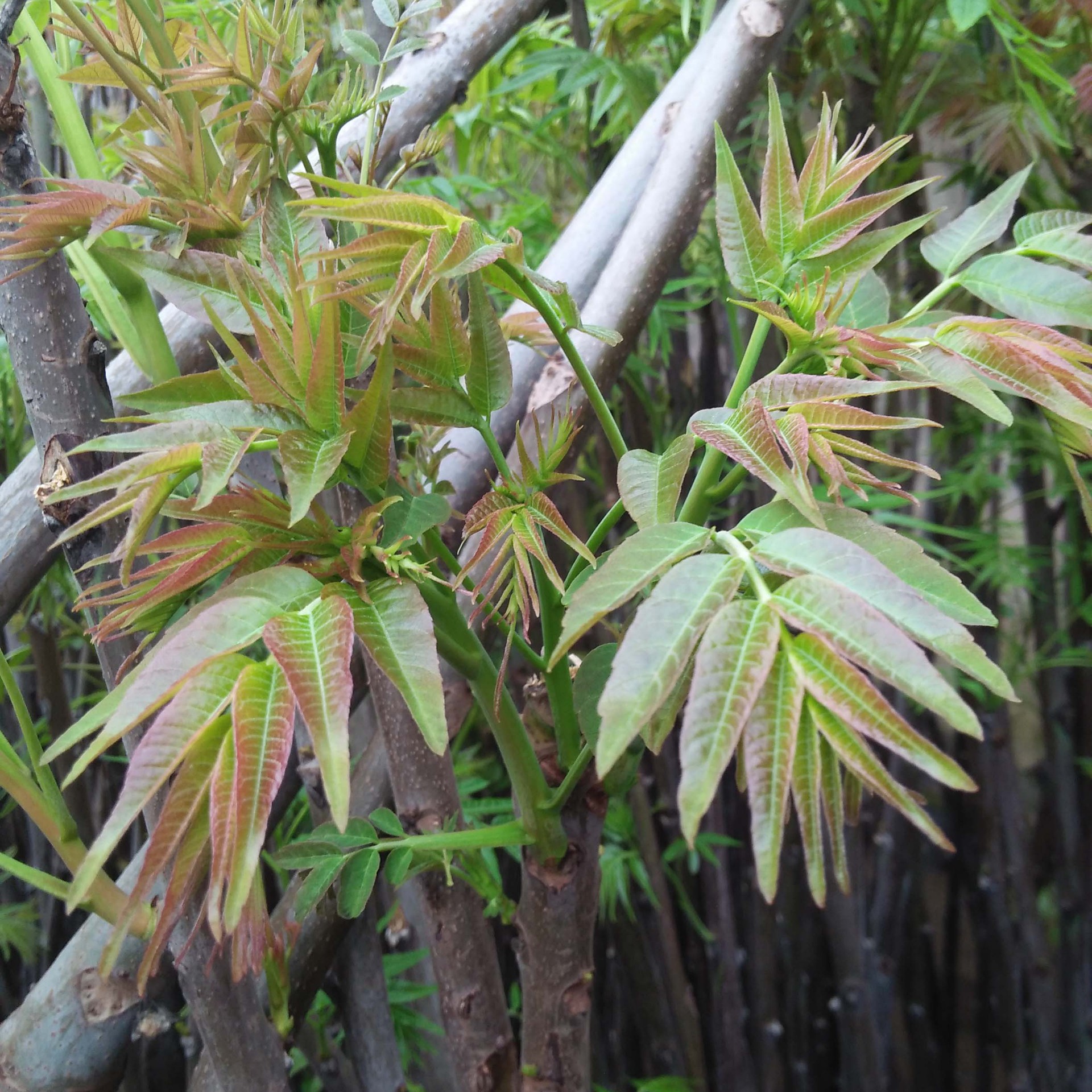 四季香椿苗 现挖现卖地栽盆栽香椿苗可南北方种植红油香椿苗木