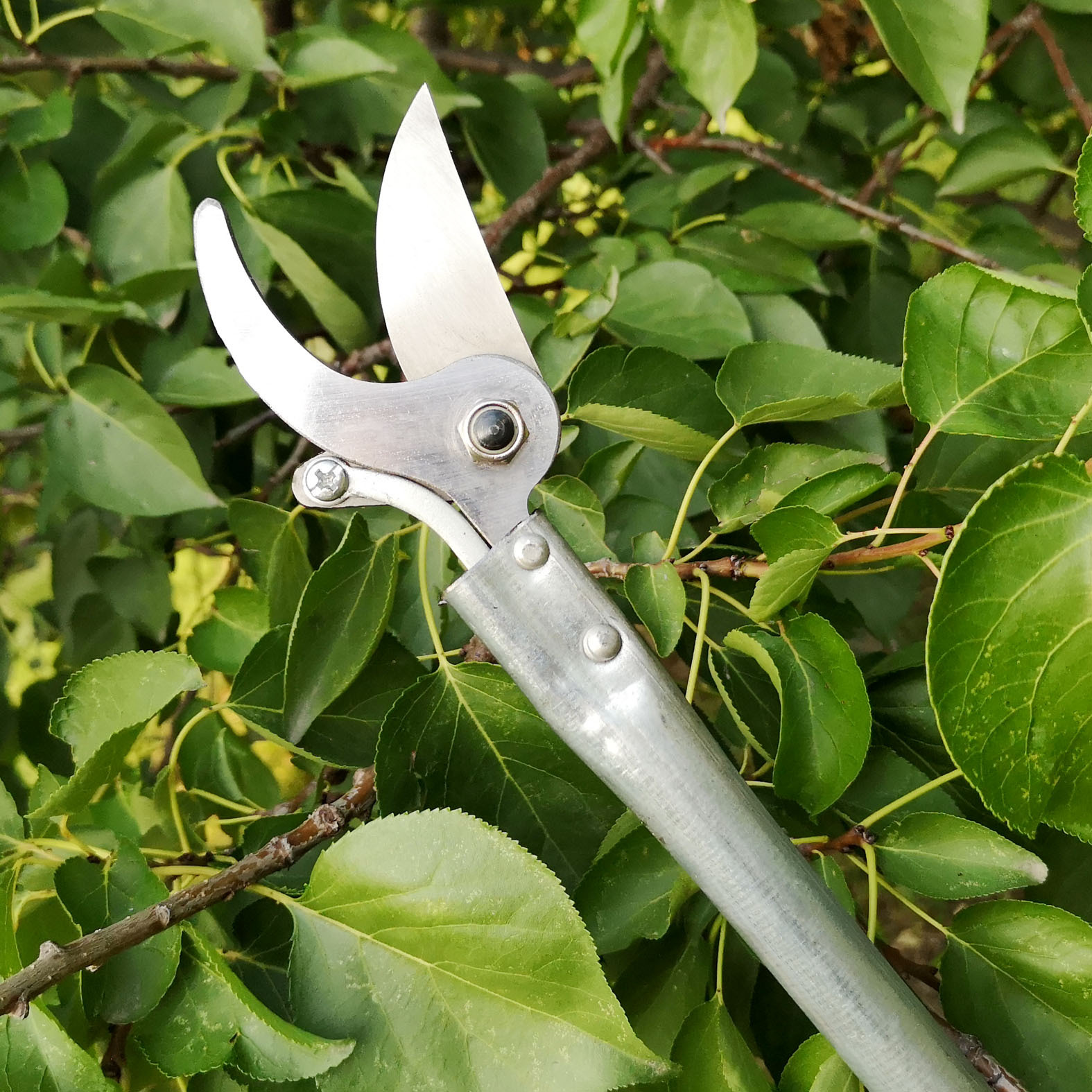 5米长高空剪刀果树园林剪枝剪苗木修枝剪