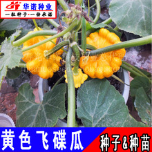 金黄飞碟瓜种子蔬菜种子观赏食用葫芦南瓜种子莲花果种子籽