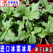 非洲冰菜 冰草种子 多次采摘叶菜籽特色沙拉菜种籽 原装100粒