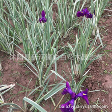 苗圃供应批发玉蝉花  园林湿地绿化 花叶玉蝉多年生草本水生植物