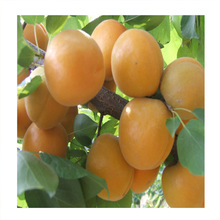 出售嫁接珍珠油杏树苗 各种品种杏树苗培育基地 批发杏树苗