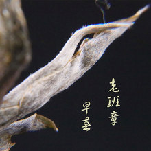 2023年新茶头春云南普洱茶批发 生茶 老班章散茶老农古林500g