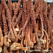 Bu lao cao cong rong  natural whole Orobanche coerulescens