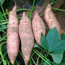 新鲜小红薯富硒地瓜 香甜红薯烟薯25 农家自种红薯番薯 一件代发