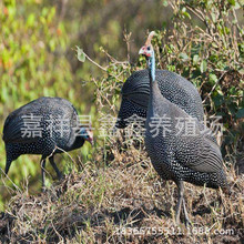 常年供应珍珠鸡 三个月脱温的珍珠鸡苗价格 珍珠鸡养殖基地在哪里