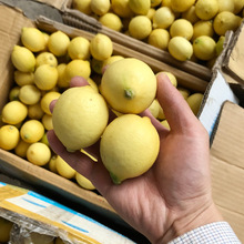 新鲜安岳黄柠檬 小果1斤约8-10个尤力克一级 5斤起包邮