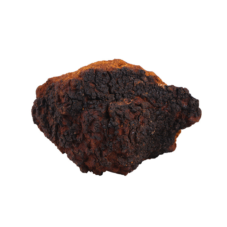 桦树茸1100~1500克桦褐孔菌 桦树茸代理批发-阿里巴巴