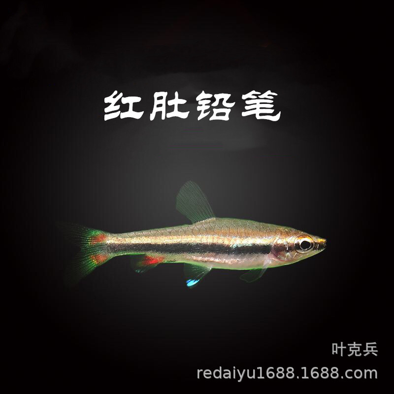 热带观赏鱼批发红肚铅笔鱼金银带铅笔除藻 火焰铅笔鱼活体包活