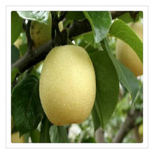 梨树苗品种好成活 丰产稳产梨树苗 量大实惠脆甜可口梨树苗