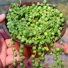 多肉植物 佛珠多肉大群满盆 脱土发货易繁殖