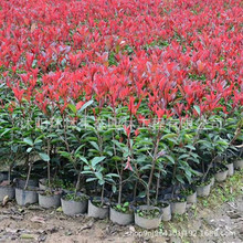 红叶石楠树苗绿化工程火焰红叶石楠庭院围墙篱笆植物四季小苗绿植