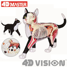 包邮 4D MASTER 益智拼装玩具动物黑白猫器官解剖医学用教学模型