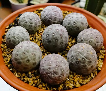 基地直供包邮块根块茎团扇仙人球习志野多肉植物绿植盆栽花卉园艺