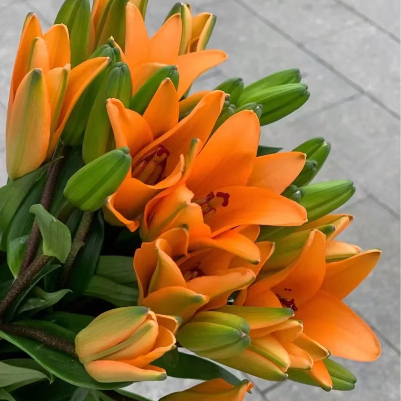 【橙色梦想百合】鲜花批发 云南昆明亚百合斗南 橙色百合基地批发