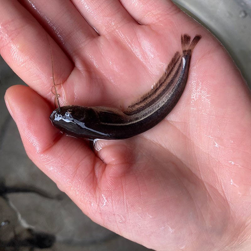 南方大口鲶鱼苗淡冷水养殖活体胡二须子鲶大型鱼埃及鲶鱼土鲶批发