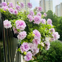 重瓣矮牛带花苞盆栽冰淡台垂吊庭院花境植物易爆花期长好养