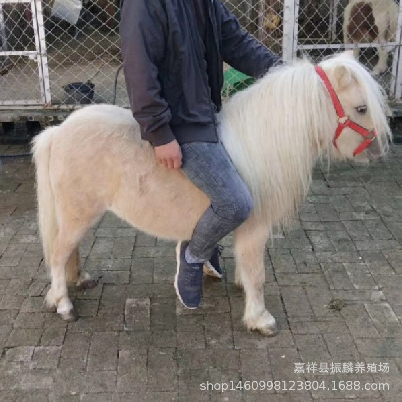矮马活体价格小马驹迷你儿童马景区骑乘马宠物马设特兰矮马-阿里巴巴