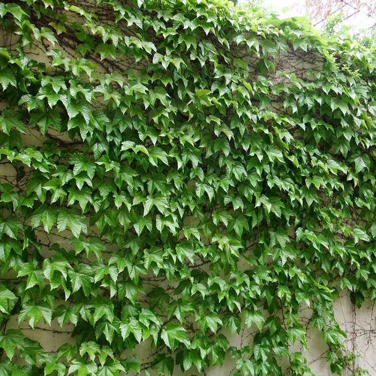 供应爬山虎苗 爬墙 五叶地锦苗 三叶爬山虎 大苗红叶攀援爬藤植物