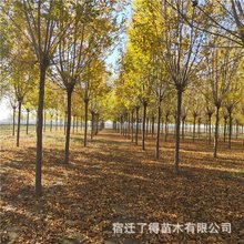 苗圃批发白蜡苗 供应防护树绿化工程速生白蜡树苗 白蜡树苗批发