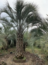 布迪椰子树苗 棕榈树 海枣树热带风格户外庭院 绿化行道林木 棕树