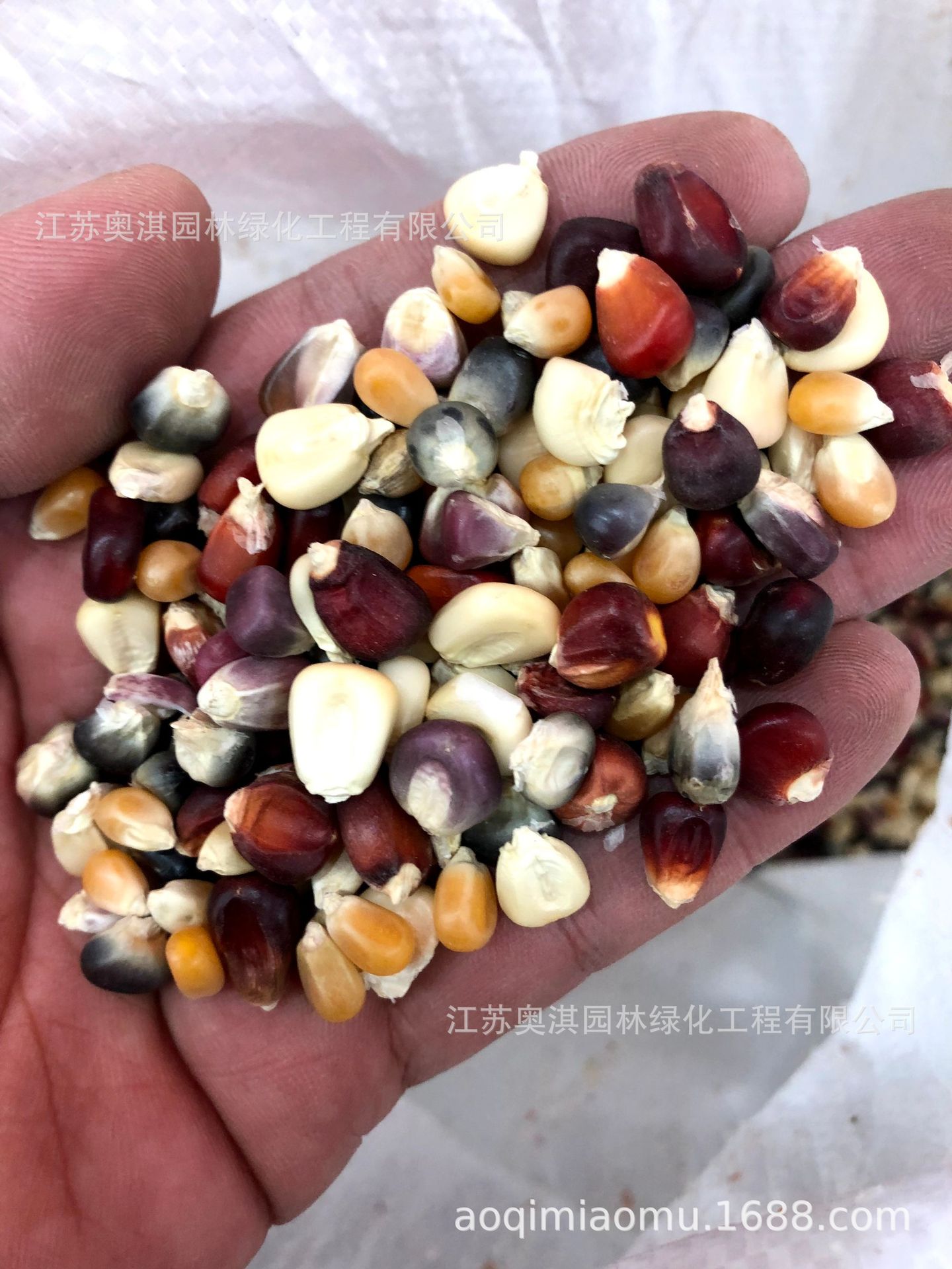 花玉米观赏玉米种子七彩玉米种子彩虹玉米彩色玉米种子货到付款
