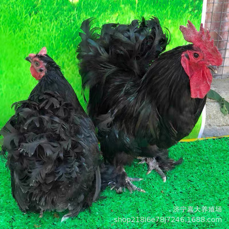 出售婆罗门鸡 婆罗门鸡一只有多重 怀特鸡 长尾鸡 观赏鸡养殖场