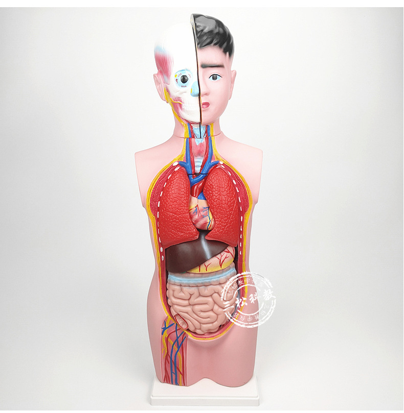 人体半身模型67cm人体器官结构组装可拆装头颈躯干教学展示模型