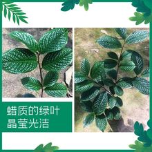 【顺丰包邮】金花茶花苗花卉盆栽树苗室内客厅懒人易活办公室绿植