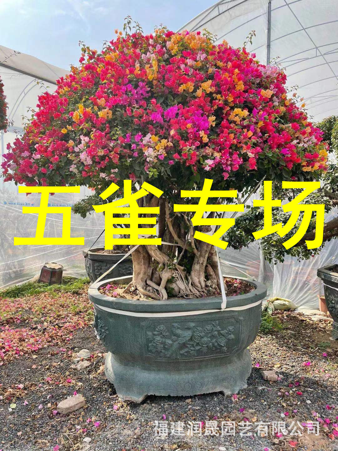 3米 冠2米 多色三角梅价格 彩色三角梅 勒杜鹃 九重葛 叶子花