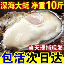 乳山生蚝正宗鲜活10斤新鲜特大牡蛎海产商用整箱批发5斤现捕现发